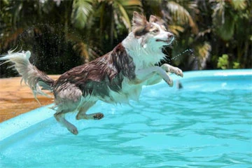 Seguridad en la piscina para perros